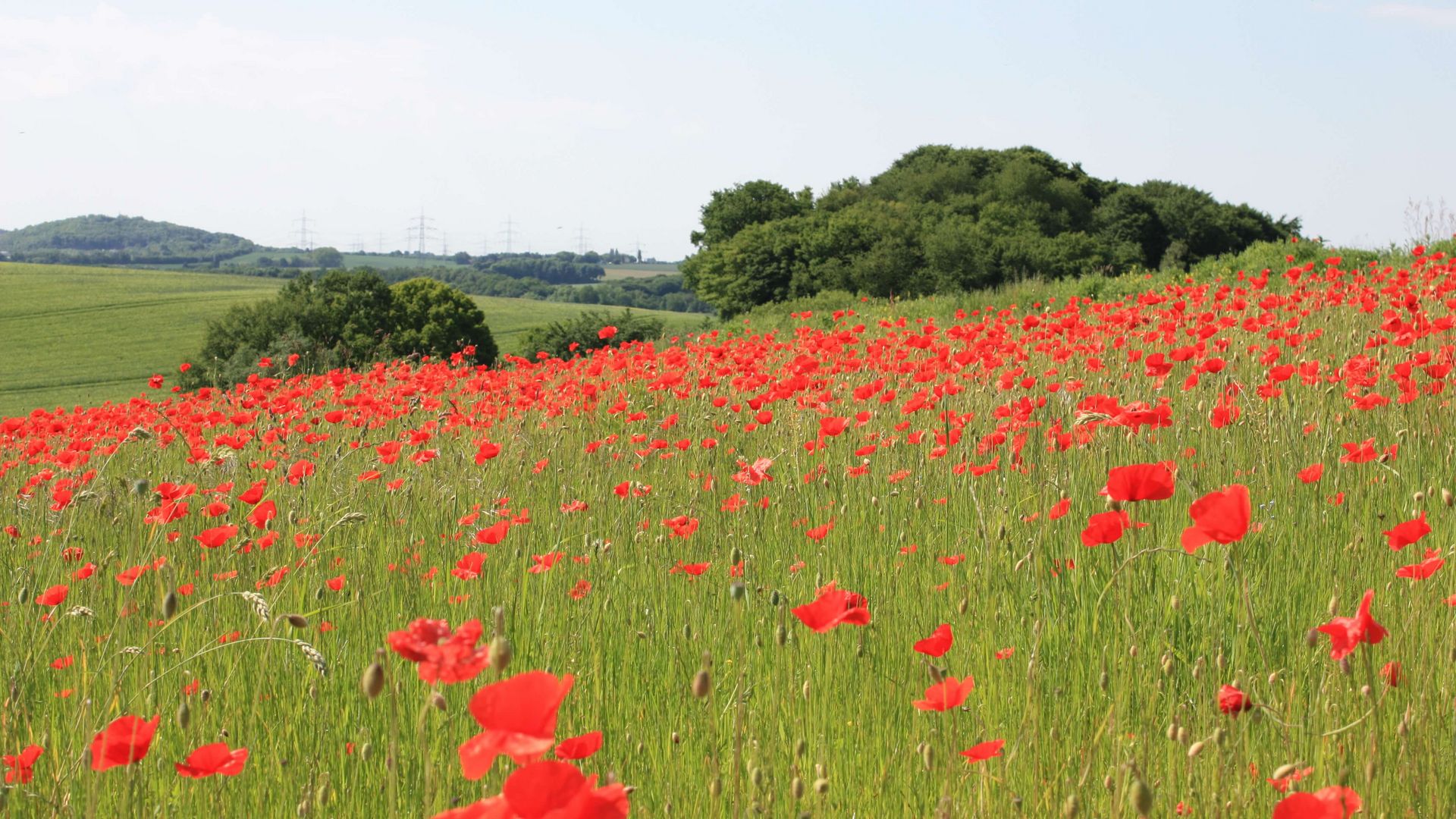 rot blühender Mohn auf einer großen Wiese mit Feldern und Bäumen im Hintergrund bei Heiligenhaus