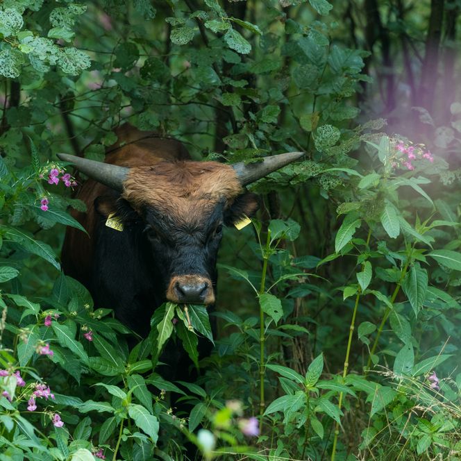 Auerochse schaut mit Blättern im Maul aus einem saftig grünen Gebüsch im Eiszeitlichen Wildgehege in Erkrath