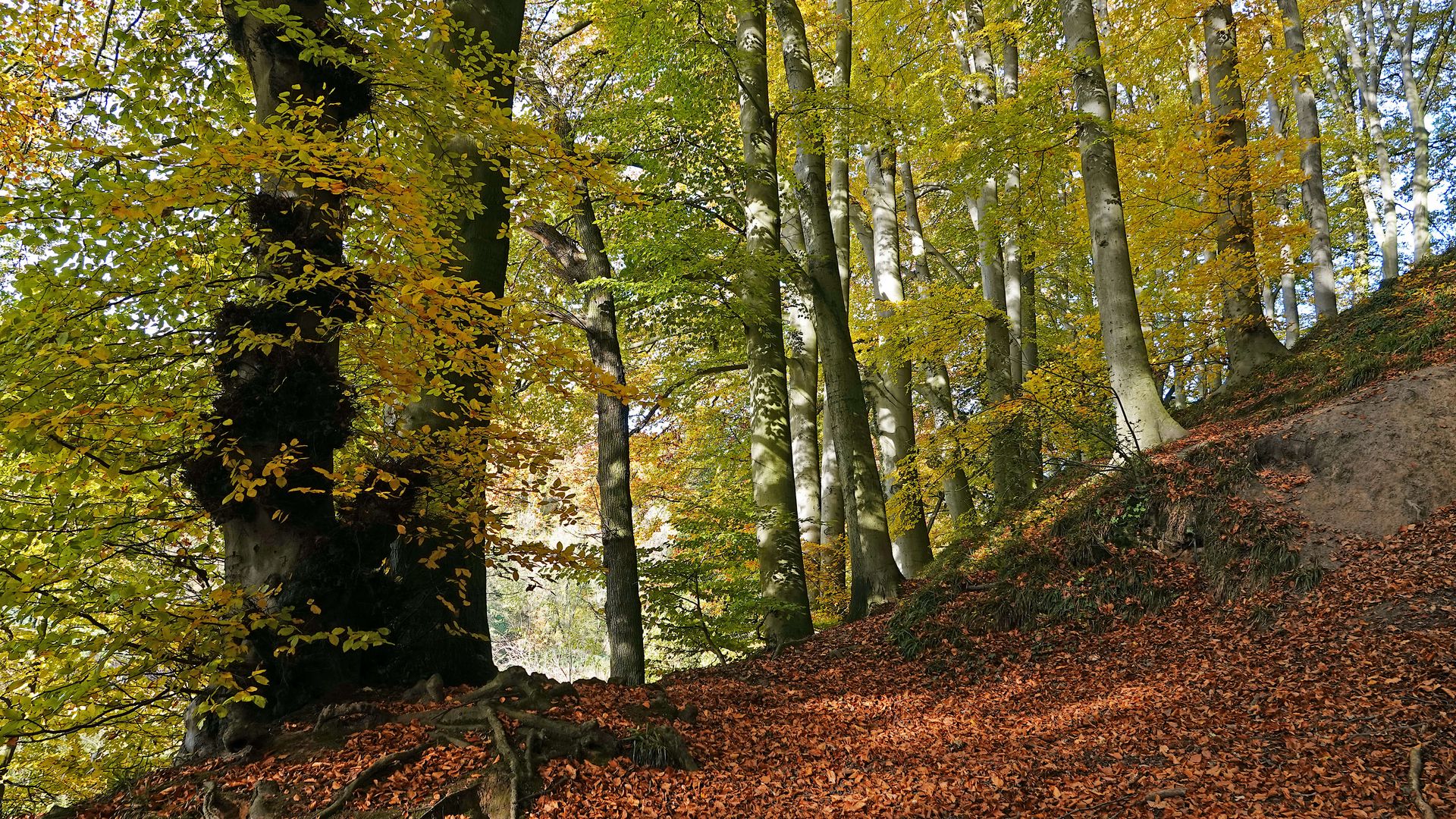 Herbstliche Bäume mit Laub an einem Hang im Wald beim Rotthäuser Bach nahe Erkrath