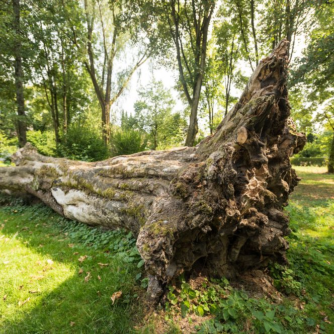 umgefallender Baumstamm liegt mitsamt Wurzeln auf einer Wiese in Haan-Gruiten.