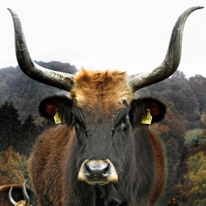 Frontalansicht eines Auerochsen mit großen Hörnern mit herbstlichen Bäumen im Hintergrund im Eiszeitlichen Wildgehege im Neandertal in Erkrath