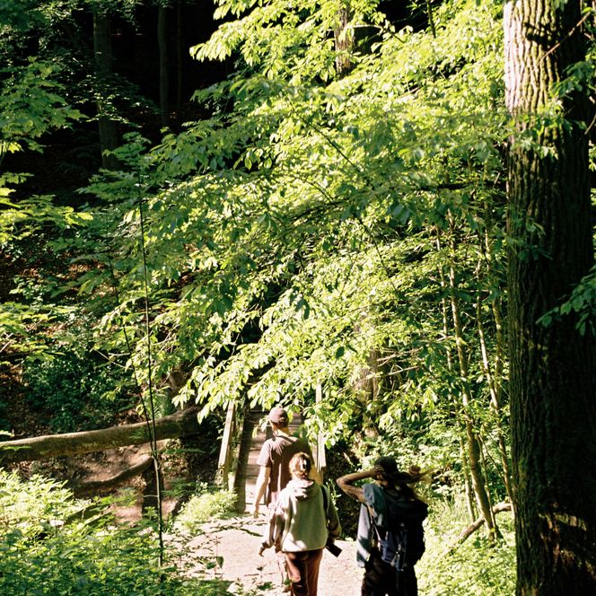 Personen auf Wanderweg im Neandertal mit sommerlichen Bäumen.