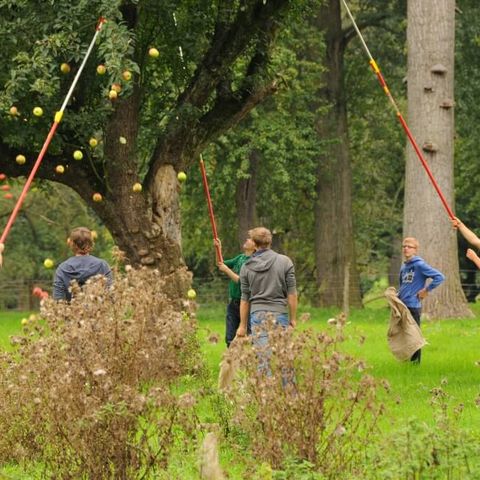 Sechs Jungen ernten mithilfe von langen Greifzangen Äpfel eines Apfelbaumes der Biologischen Station bei Haus Bürgel in Monheim am Rhein