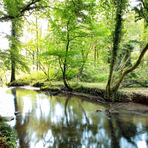 Bach durchläuft einen Wald im Angertal in Ratingen