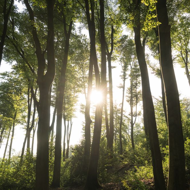 Sonnenangestrahlter Wald in der Elfringhauser Schweiz bei Velbert