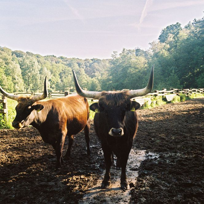 Zwei Auerochsen auf einer matschigen Fläche, Bäume und Wiese im Hintergrund.