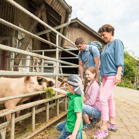Familie voert varkens buiten in de schuur op de Hellen-boerderij in Velbert-Neviges