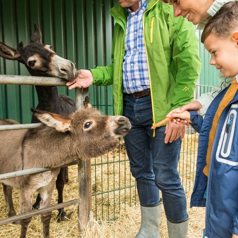 Boy feeds donkey with his family at Gut Hixholz in Velbert