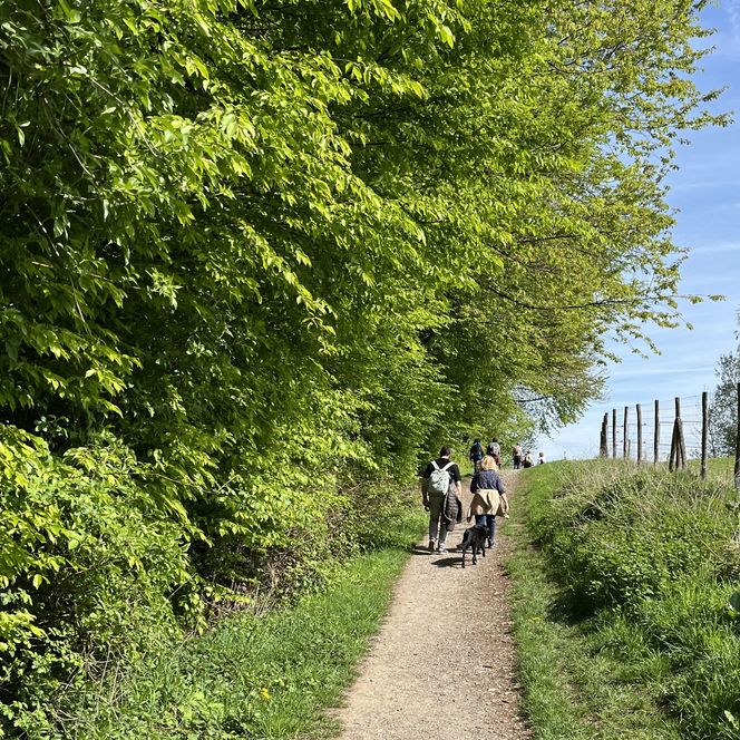 Eine Wandergruppe von hinten auf einem schmalen Weg mit vielen grünen Bäumen bei der Eröffnungswanderung der neanderland WANDERWOCHE 2026
