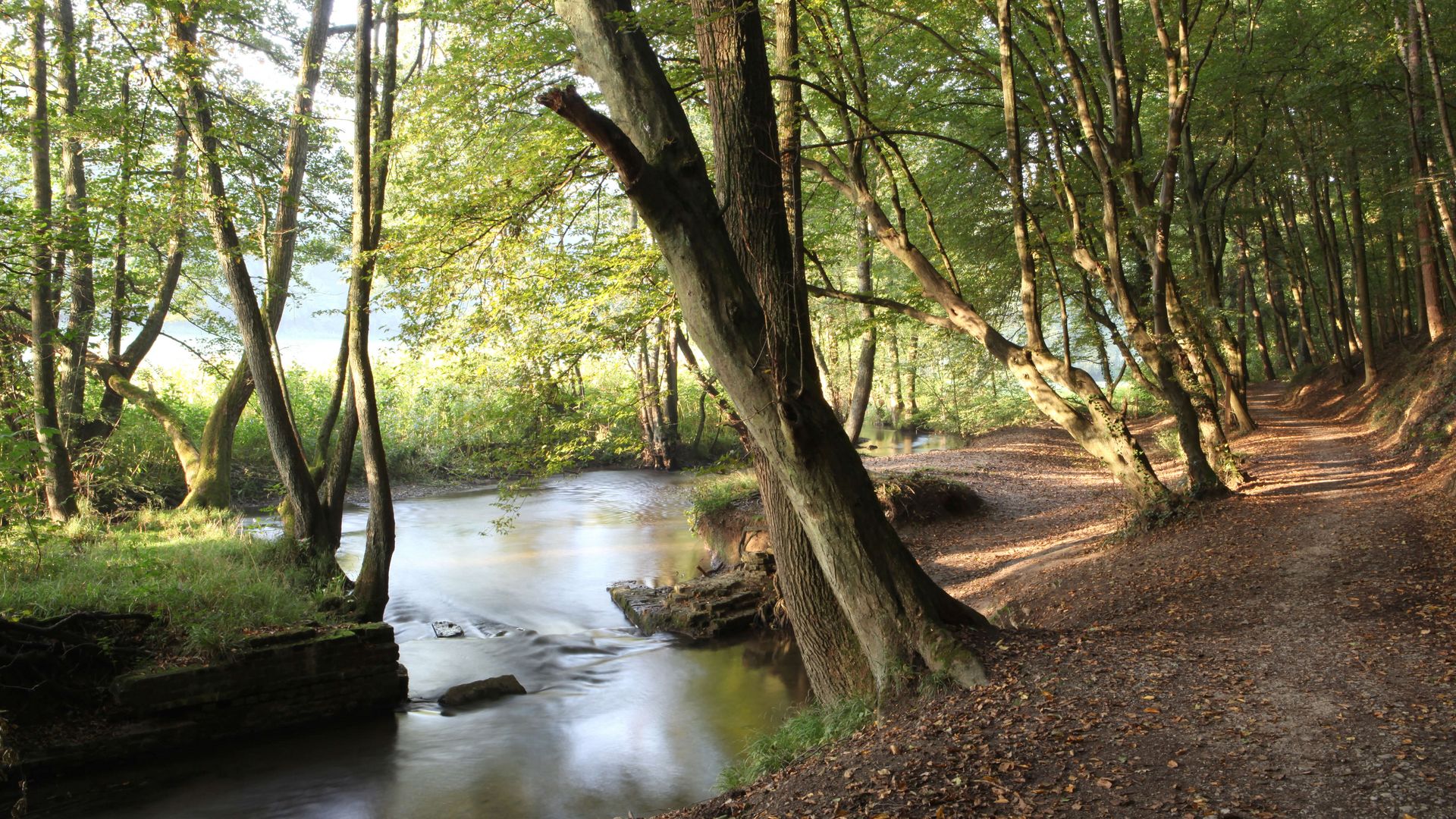 geschlungener Bachlauf entlang eines Waldwege in einem Wald
