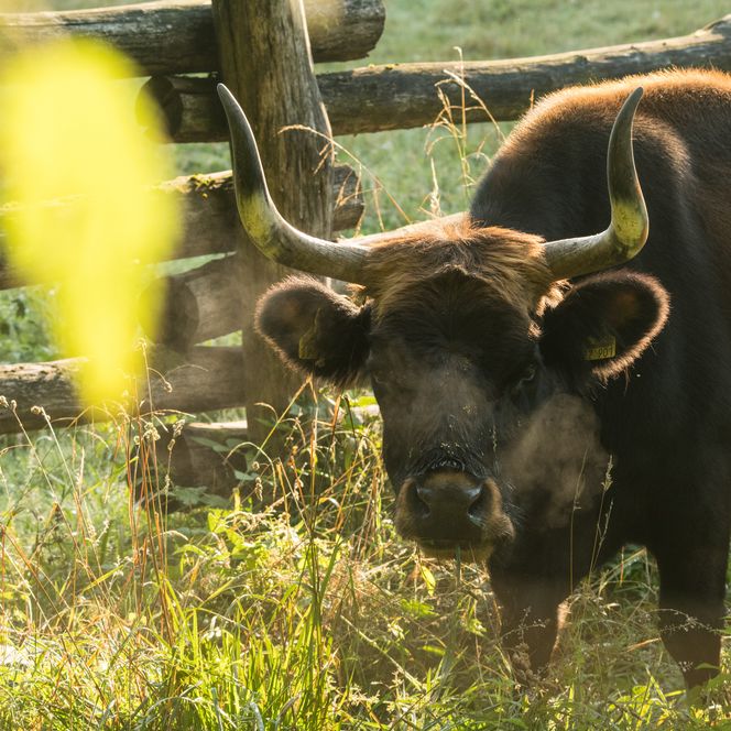 Nahaufnahme eines Auerochsen auf einer umzäunten Wiese im Eiszeitlichen Wildgehege in Erkrath