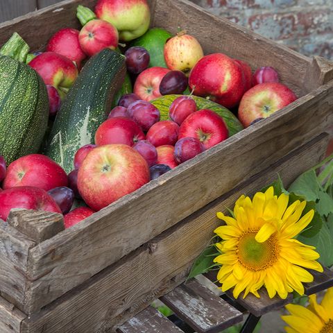 Wooden box filled with fruit and vegetables such as apples, pumpkins and plums next to two sunflowers lying next to it