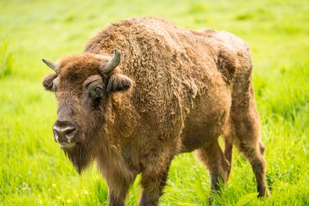 Seitliche Nahaufnahme eines Wisentes auf einer Wiese im Eiszeitlichen Wildgehege in Erkrath