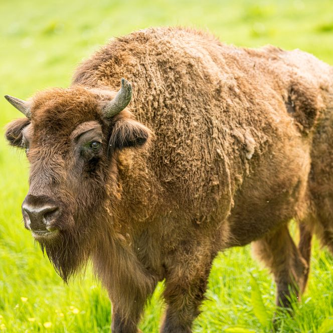 Seitliche Nahaufnahme eines Wisentes auf einer Wiese im Eiszeitlichen Wildgehege in Erkrath