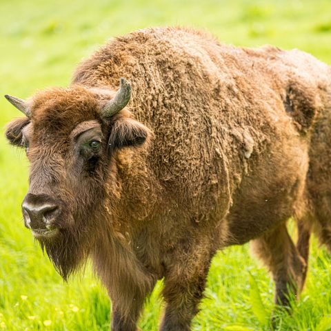Primer plano lateral de un bisonte en un prado en la reserva de caza de la Edad de Hielo en Erkrath
