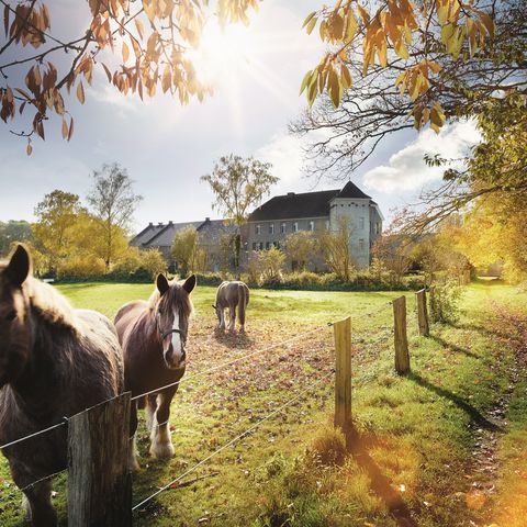 3 Pferde auf einer grünen Koppel, im Hintergrund sind die Gebäude von Haus Bürgel in Monheim am Rhein zu sehen