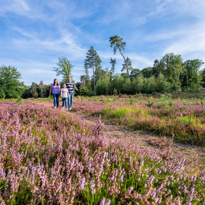Eine Blumenwiese in lila Farben vor Waldkulisse. In der Ferne sieht man eine Familie wandern.
