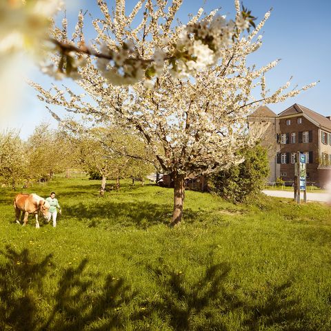 Weiß-blühende Obstwiese mit alten Bäumen auf einer grünen Wiese, auf der 2 Personen mit einen braunen Pferd spazieren, im Hintergrund sind die Gebäude von Haus Bürgel in Monheim am Rhein zu sehen
