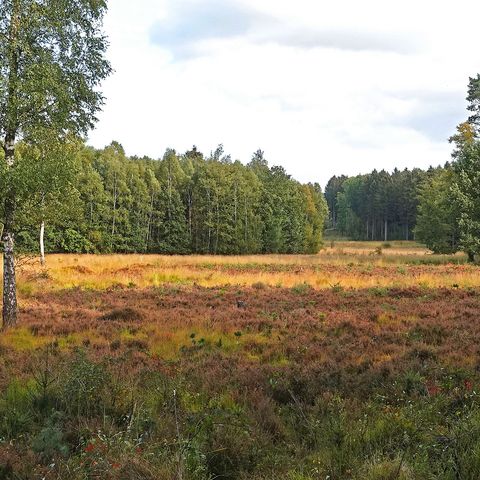 Ohligser Heide в окружении деревьев недалеко от Хильдена