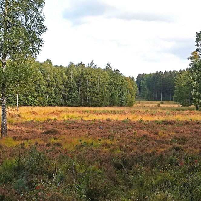 Ohligser Heide umgeben von Bäumen bei Hilden