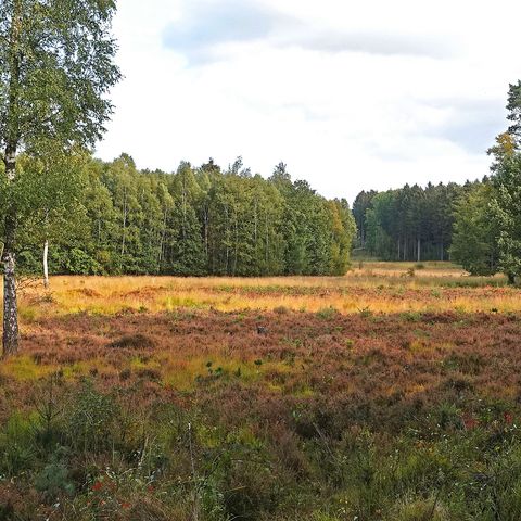 Ohligser Heide umgeben von Bäumen bei Hilden