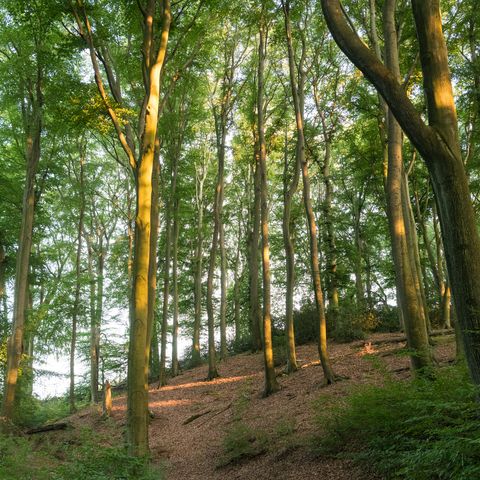 Zalany słońcem las w rejonie Teufelsloch w Erkrath