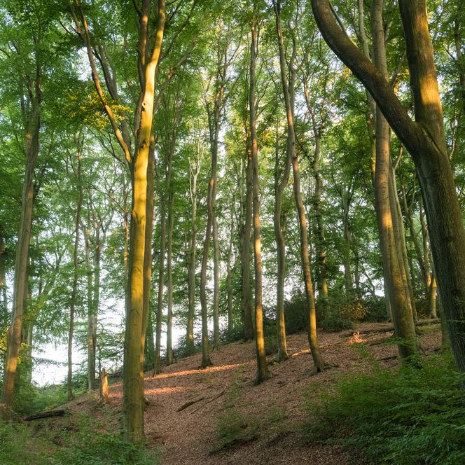 Sonnendurchfluteter Wald des Gebietes Teufelsloch in Erkrath