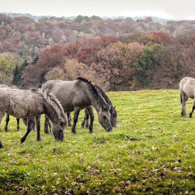 Fünf Tarpane grasen auf einer Wiese vor herbstlichen Bäumen im Eiszeitlichen Wildgehege im Neandertal in Erkrath