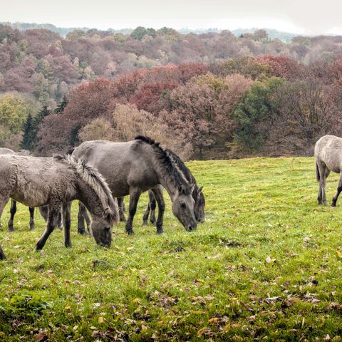 Five tarpans graze on a meadow in front of autumn trees in the Ice Age game reserve in the Neandertal in Erkrath