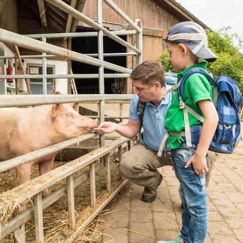 Ragazzo dà da mangiare a un maiale con suo padre fuori nella stalla sull'Hof zur Hellen a Velbert-Neviges