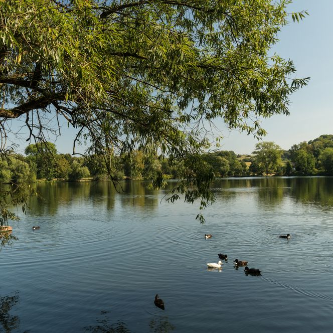 Enten auf dem Abtskücher Teich der Museumslandschaft Abtsküche in Heiligenhaus