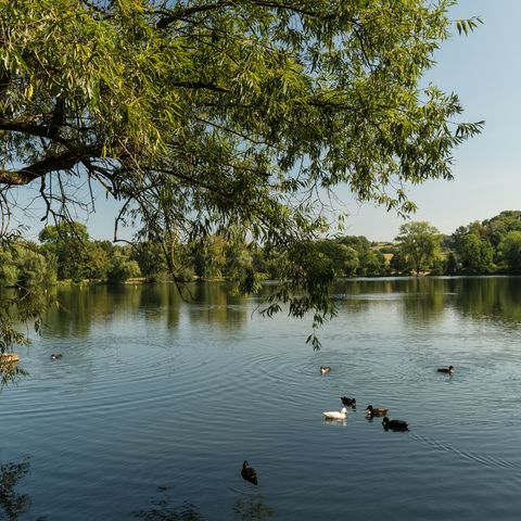 Canards sur l'étang Abtskücher dans le paysage du musée Abtsküche à Heiligenhaus