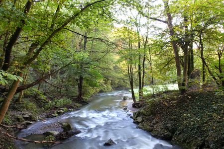 Bachlauf entlang eines Waldes und einer Wiese hinter Bäumen im Hintergrund