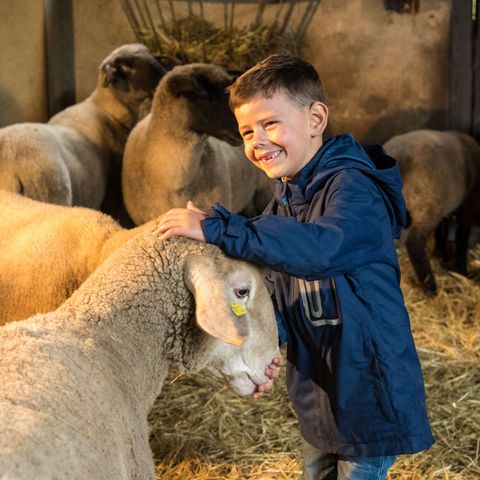 Velbert'teki Lamberti koyun çiftliğinde bir koyunu okşayan çocuk