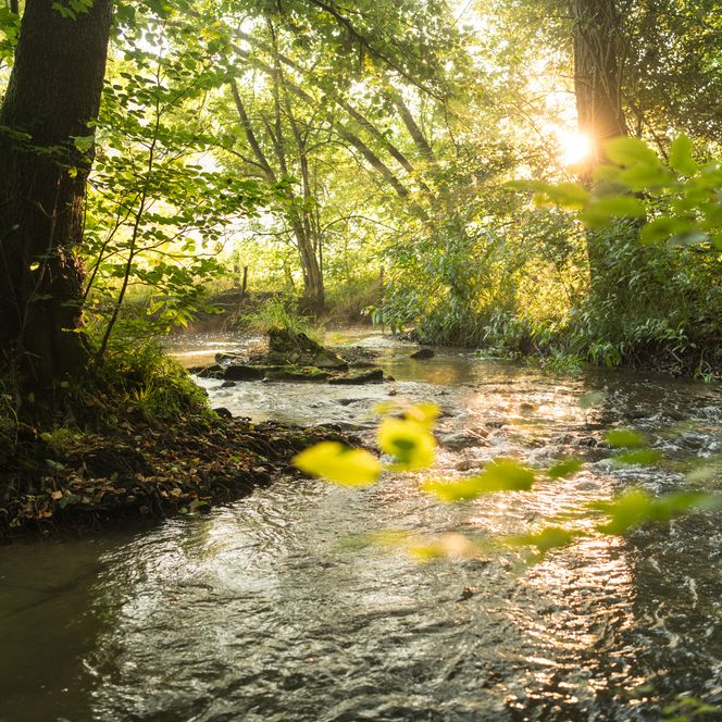 Fluss Düssel umsäumt von Bäumen im Neandertal in Erkrath
