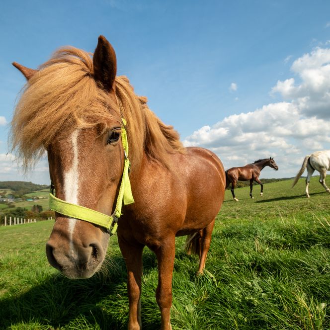 Pferd mit Halfter draußen