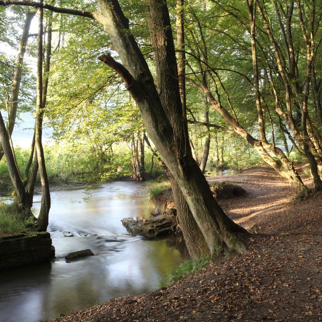 Geschlungener Bachlauf entlang eines Waldwege in einem Wald