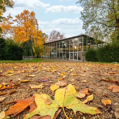 Schalensnijder Kotten omgeven door herfstbladeren in Langenfeld