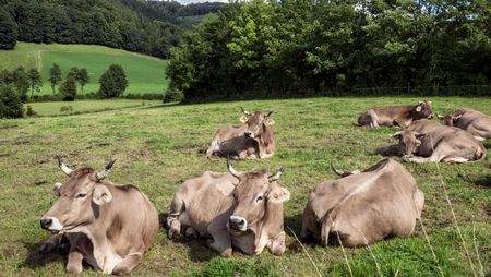 Sieben Kühe liegen auf einer Wiese mit Hügel und Bäumen im Hintergrund in der Elfringhauser Schweiz bei Velbert am neanderland STEIG