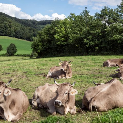 Zeven koeien liggen in een weiland met heuvels en bomen op de achtergrond in Elfringhauser Schweiz bij Velbert op het Neanderland STEIG
