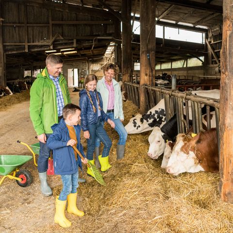 الأسرة تطعم الأبقار في حظيرة الأبقار في Gut Hixholz في Velbert