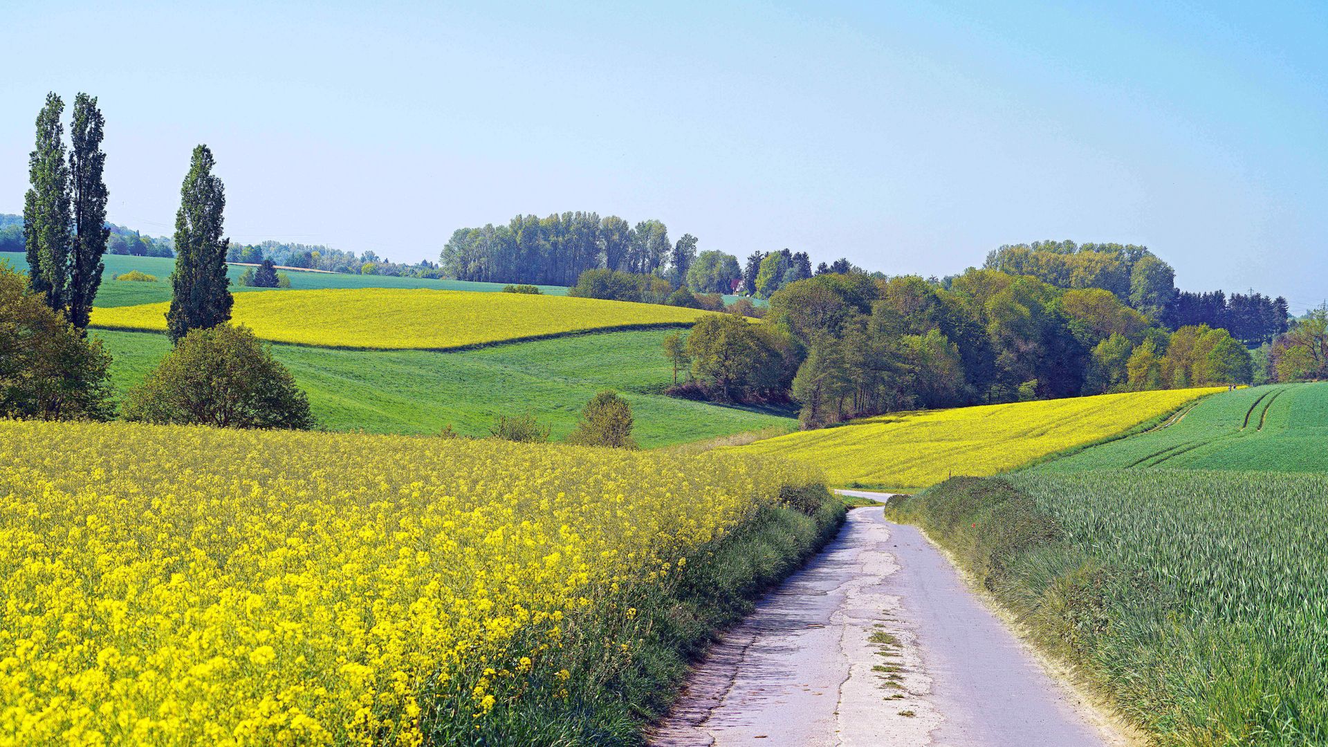 mehrere Rapsfelder zwischen anderen grünen Feldern und ein aspaltierter Landschaftsweg im Vordergrund