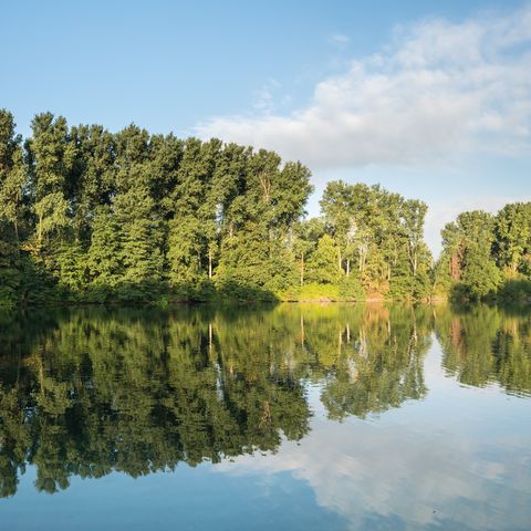 Elbsee in Hilden mit spiegelnden Bäumen im Hintergrund